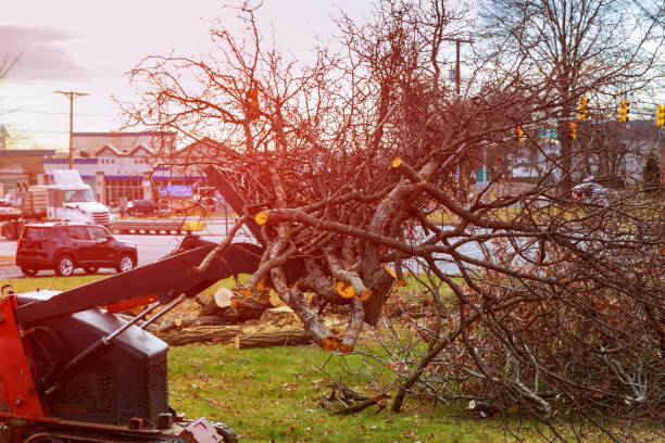 Best Lot and Land Clearing  in Mayo, MD