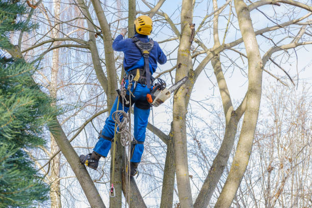 Best Leaf Removal  in Mayo, MD