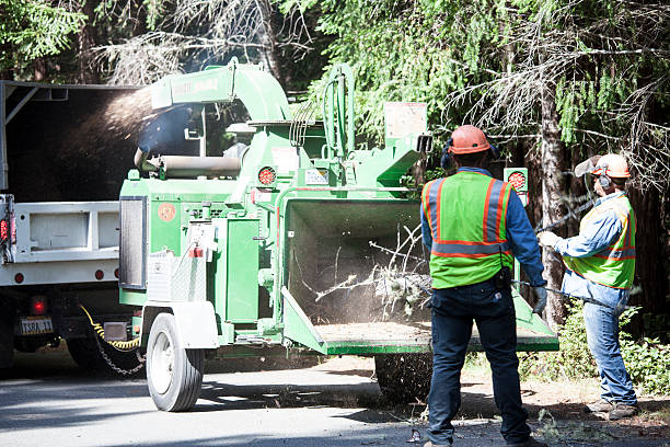 Best Firewood Processing and Delivery  in Mayo, MD