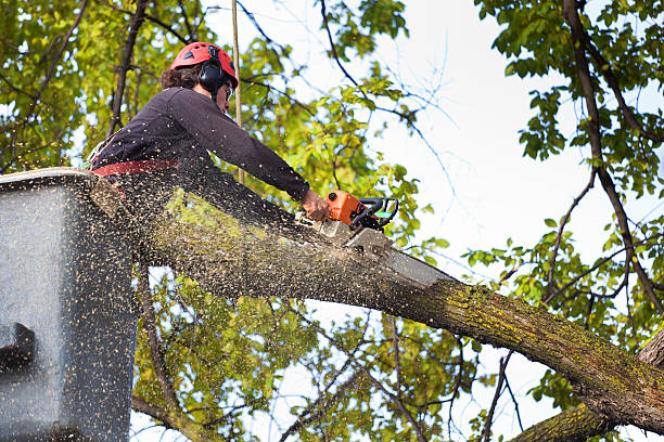 Best Tree and Shrub Care  in Mayo, MD