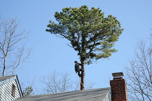 Best Tree Trimming and Pruning  in Mayo, MD